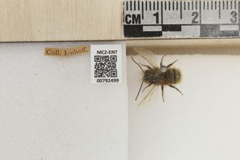 Media type: image;   Entomology 792499 Aspect: Labels